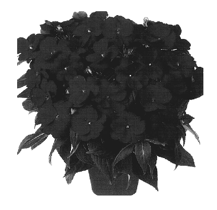 Figure 1 of US plant patent PP19356, the photograph of Dueribrired printed in the patent.