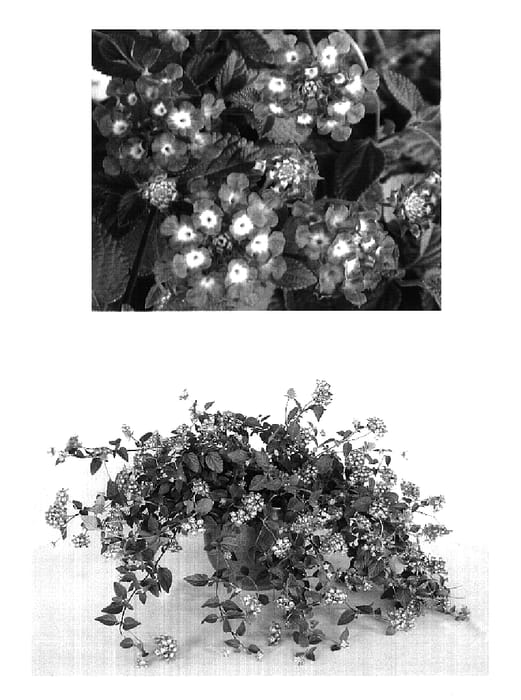 Figure 1 of US plant patent PP19357, the photograph of Robpwpur printed in the patent.