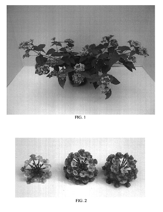 Figure 1 of US plant patent PP19358, the photograph of Balandimpea printed in the patent.