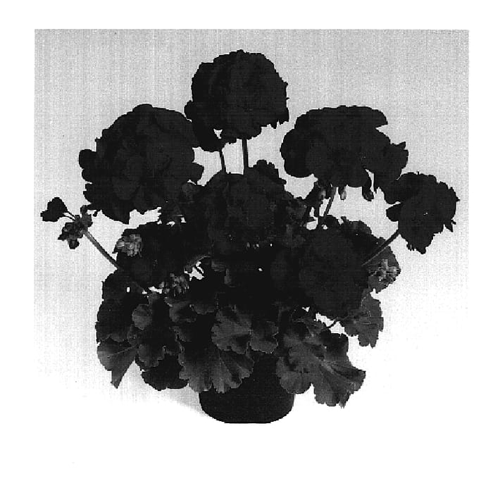 Figure 1 of US plant patent PP19359, the photograph of Dueimlyk printed in the patent.