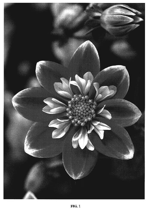 Figure 1 of US plant patent PP19360, the photograph of Goalia Oran printed in the patent.