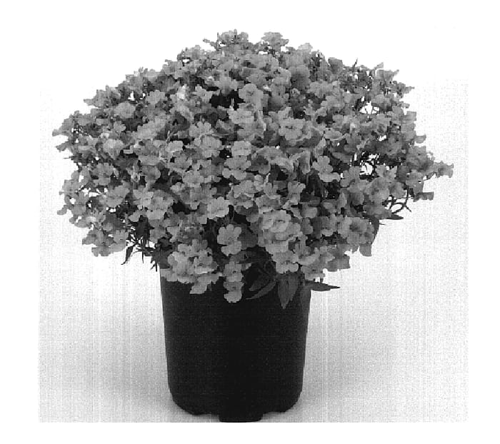 Figure 1 of US plant patent PP19361, the photograph of Kirine-34 printed in the patent.
