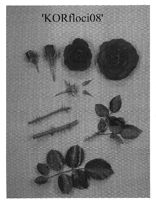Figure 1 of US plant patent PP19362, the photograph of KORfloci08 printed in the patent.