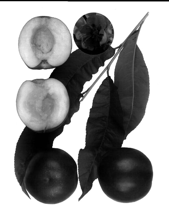 Figure 1 of US plant patent PP19363, the photograph of Honey May printed in the patent.