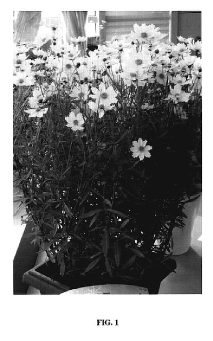 Figure 1 of US plant patent PP19364, the photograph of Full Moon printed in the patent.