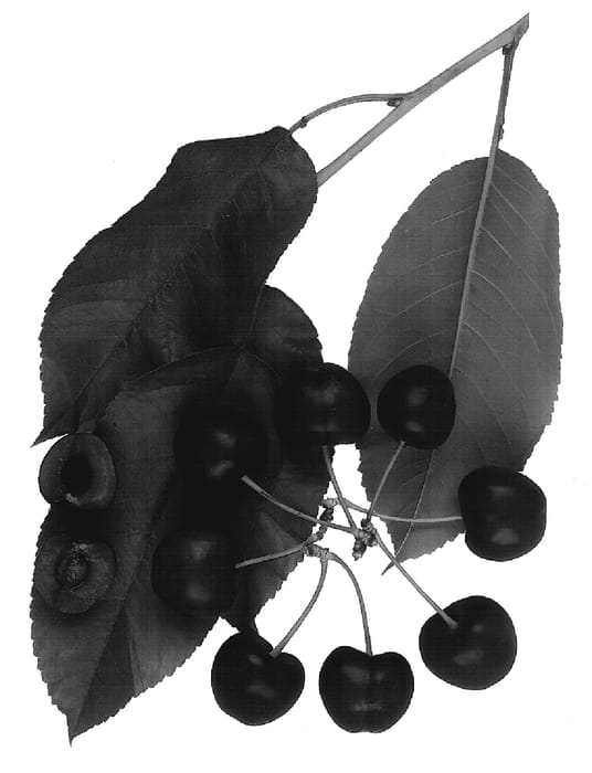 Figure 1 of US plant patent PP19365, the photograph of Royal Edie printed in the patent.