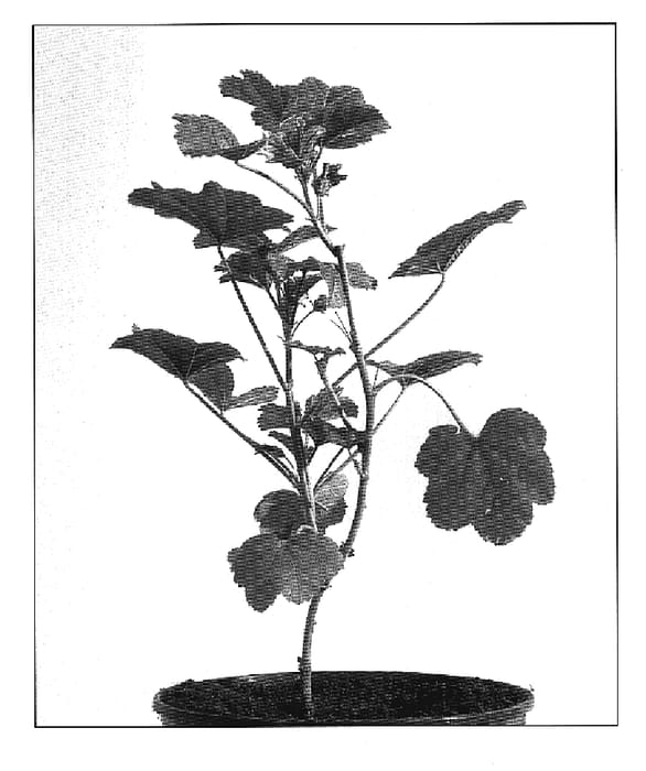 Figure 1 of US plant patent PP19366, the photograph of Blue Fountain printed in the patent.
