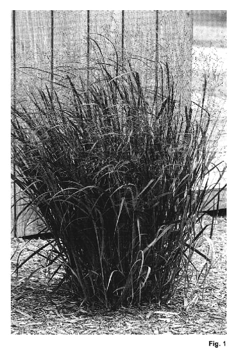 Figure 1 of US plant patent PP19367, the photograph of Prairie Fire printed in the patent.