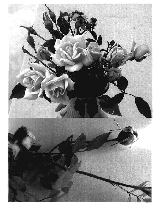 Figure 1 of US plant patent PP19368, the photograph of SAValode printed in the patent.