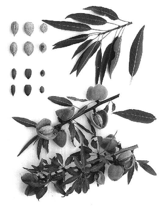 Figure 1 of US plant patent PP19369, the photograph of Capitola printed in the patent.