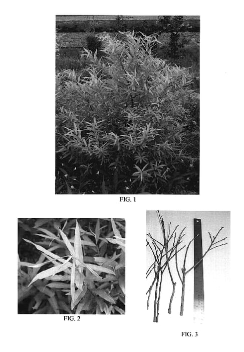 Figure 1 of US plant patent PP19370, the photograph of Golden Sunshine printed in the patent.