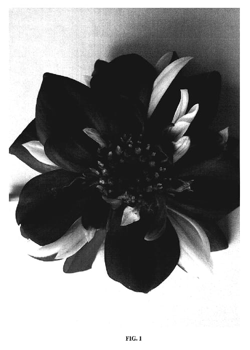 Figure 1 of US plant patent PP19371, the photograph of Goalia Rossa printed in the patent.