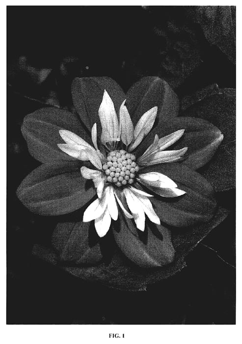 Figure 1 of US plant patent PP19372, the photograph of Goalia Scarl printed in the patent.