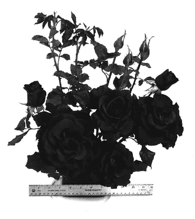 Figure 1 of US plant patent PP19373, the photograph of WEKfrancoly printed in the patent.