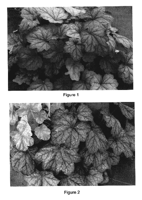 Figure 1 of US plant patent PP19375, the photograph of Georgia Peach printed in the patent.