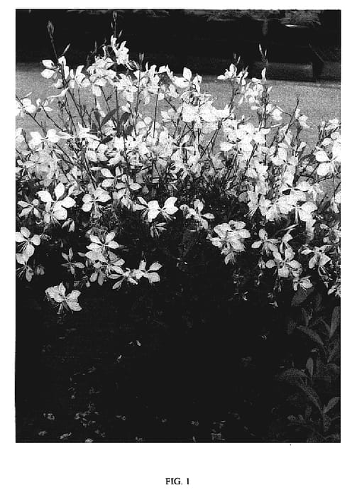 Figure 1 of US plant patent PP19376, the photograph of Walsnofou printed in the patent.