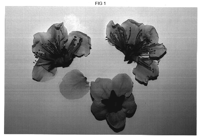 Figure 1 of US plant patent PP19377, the photograph of Nectarexquise printed in the patent.