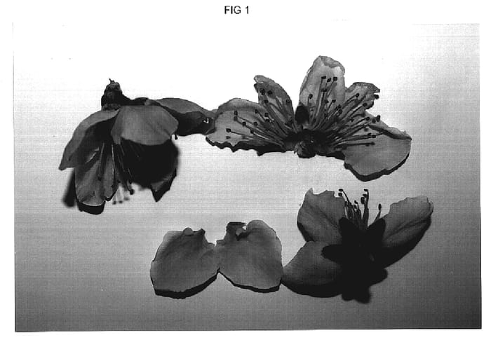 Figure 1 of US plant patent PP19378, the photograph of Donutnice printed in the patent.