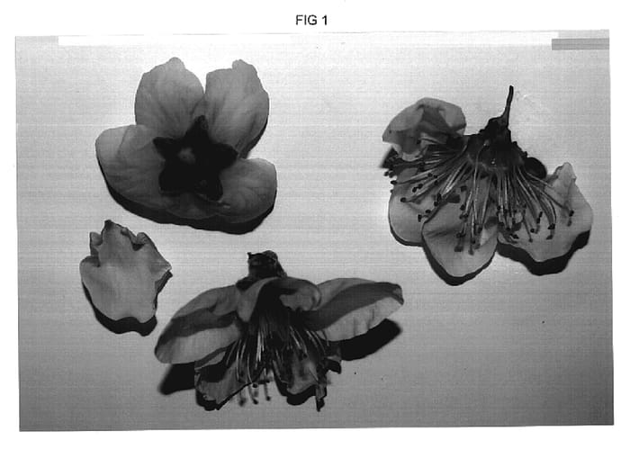 Figure 1 of US plant patent PP19379, the photograph of Nectarjune printed in the patent.