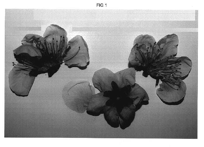 Figure 1 of US plant patent PP19380, the photograph of Nectarjewel printed in the patent.