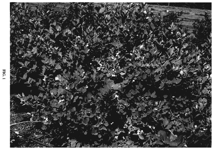 Figure 1 of US plant patent PP19381, the photograph of FLX-2 printed in the patent.