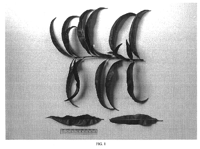 Figure 1 of US plant patent PP19382, the photograph of NJ350 printed in the patent.