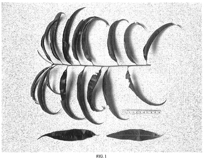 Figure 1 of US plant patent PP19383, the photograph of NJF17 printed in the patent.