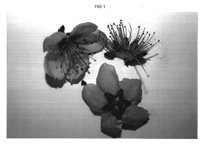 Figure 1 of US plant patent PP19384, the photograph of Nectarcrisp printed in the patent.