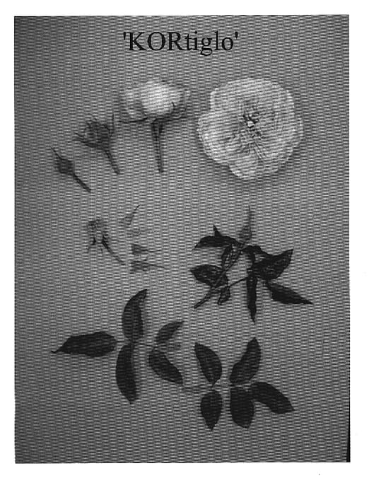 Figure 1 of US plant patent PP19385, the photograph of KORtiglo printed in the patent.