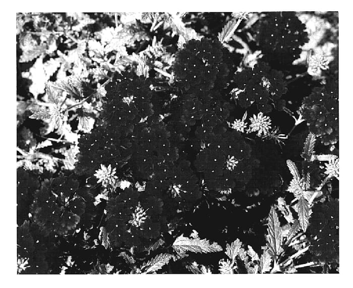 Figure 1 of US plant patent PP19386, the photograph of Vegas Bright Red printed in the patent.