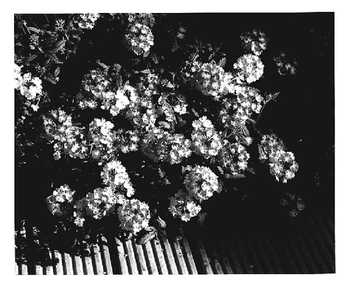 Figure 1 of US plant patent PP19387, the photograph of Vegas Bright Pink printed in the patent.