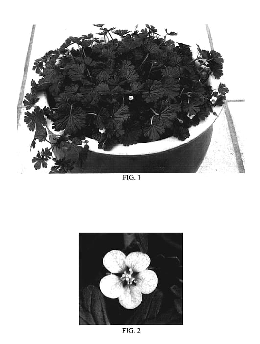 Figure 1 of US plant patent PP19388, the photograph of Thunder Cloud printed in the patent.