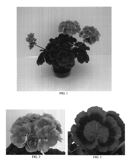 Figure 1 of US plant patent PP19389, the photograph of Ballursal printed in the patent.
