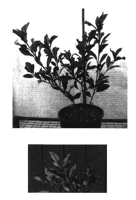 Figure 1 of US plant patent PP19390, the photograph of Parsur printed in the patent.