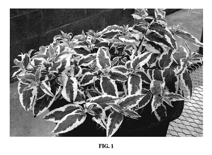 Figure 1 of US plant patent PP19391, the photograph of LPDC Podaras printed in the patent.