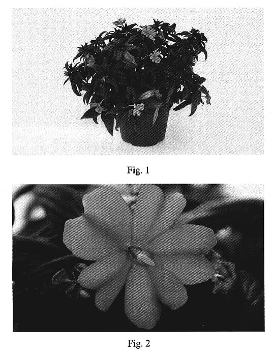 Figure 1 of US plant patent PP19392, the photograph of SAKIMP012 printed in the patent.