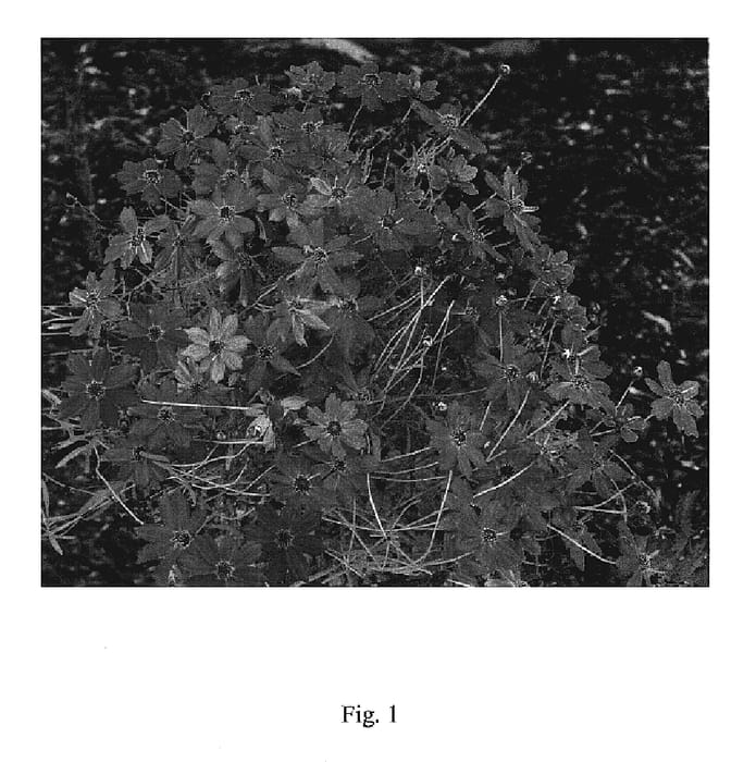 Figure 1 of US plant patent PP19393, the photograph of Tropical Lemonade printed in the patent.