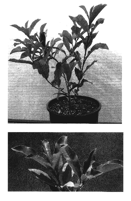 Figure 1 of US plant patent PP19394, the photograph of Parsub printed in the patent.