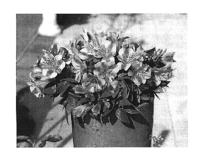 Figure 1 of US plant patent PP19395, the photograph of Zapridapal printed in the patent.