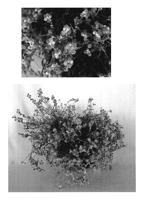 Figure 1 of US plant patent PP19396, the photograph of Flochrora printed in the patent.