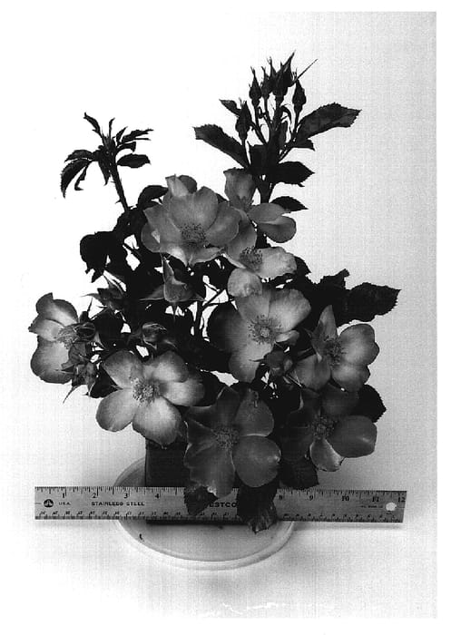 Figure 1 of US plant patent PP19397, the photograph of WEKclaflobo printed in the patent.