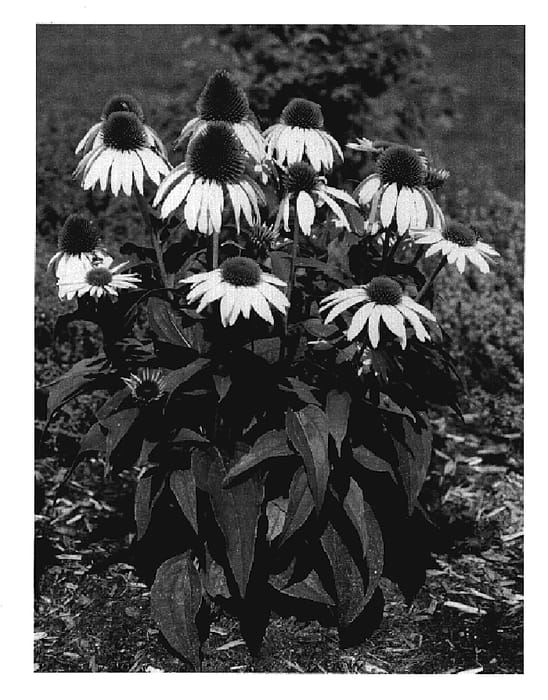 Figure 1 of US plant patent PP19398, the photograph of Norwhinat printed in the patent.
