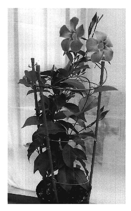 Figure 1 of US plant patent PP19399, the photograph of Sunparaprero printed in the patent.
