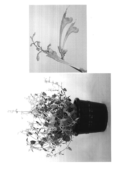 Figure 1 of US plant patent PP19400, the photograph of AGA 104 printed in the patent.