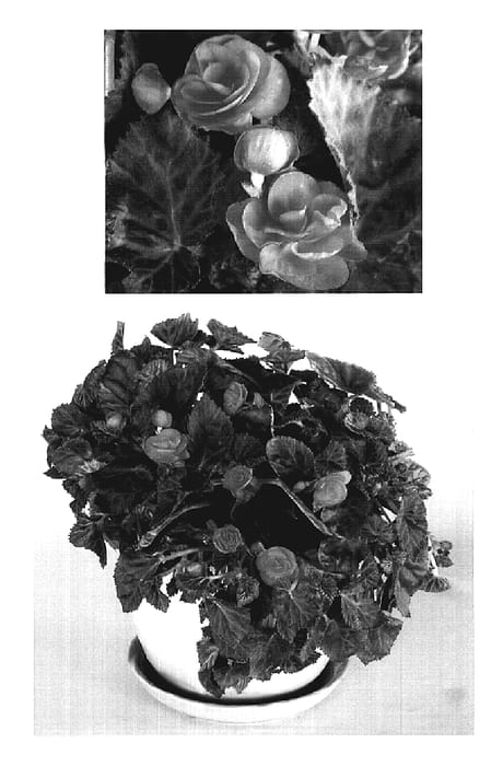 Figure 1 of US plant patent PP19401, the photograph of BEGO 538 printed in the patent.