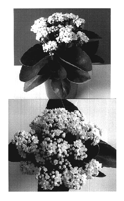 Figure 1 of US plant patent PP19402, the photograph of Don Martino printed in the patent.