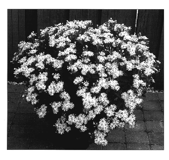 Figure 1 of US plant patent PP19403, the photograph of Starshine printed in the patent.