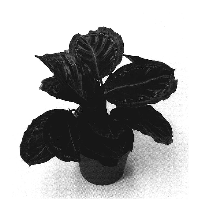 Figure 1 of US plant patent PP19404, the photograph of HGV03 printed in the patent.