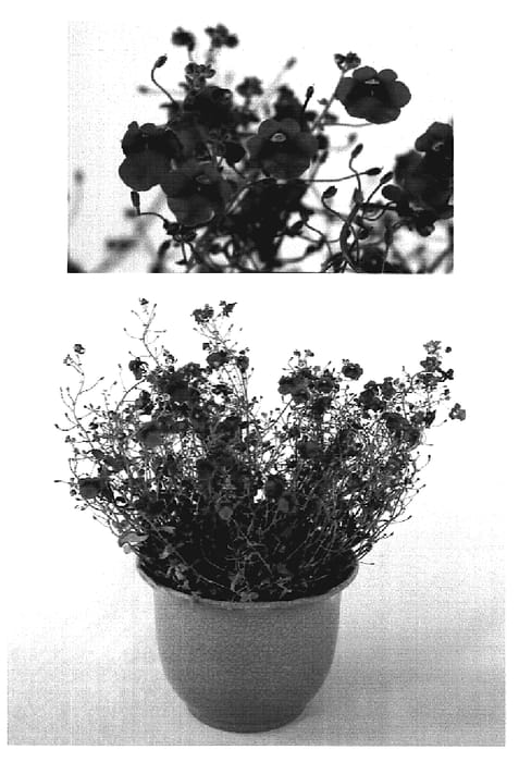 Figure 1 of US plant patent PP19405, the photograph of Codi110 printed in the patent.