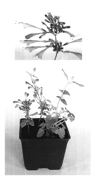 Figure 1 of US plant patent PP19406, the photograph of AGA 204 printed in the patent.